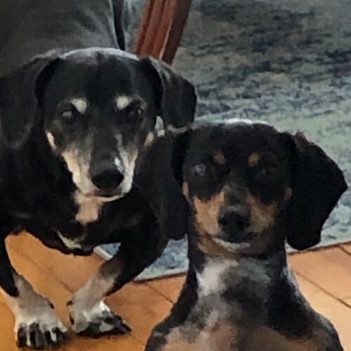 ~Flag Waving Patriot ~ ~Gardener~Artist~Dog Lover❤️
🙏🏻Faith • Family💗 • Freedom🦅