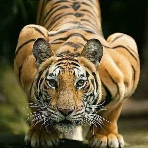 Veteran Marine Aviator, 
Combat Martial Artist, Security Consultant, Market trader, Musician, Golfer
🇺🇸 Convention of ...