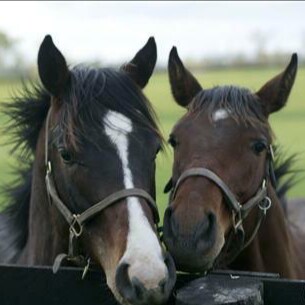 Christian. Trump Won. The World knows. Truth will prevail. God Bless the Patriots! Stand for Freedom!