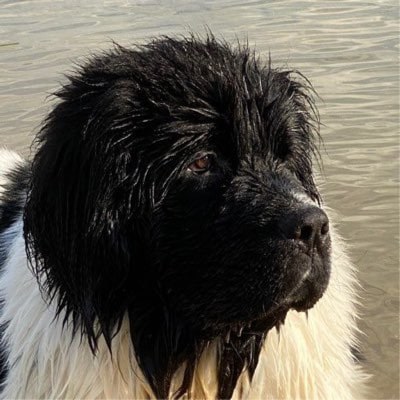 Simplement FRANÇAIS. Croire le contraire des merdias. Pédocriminalité, Covid, Pikouze, Racisme, Ecolos et terrorisme, Ga...