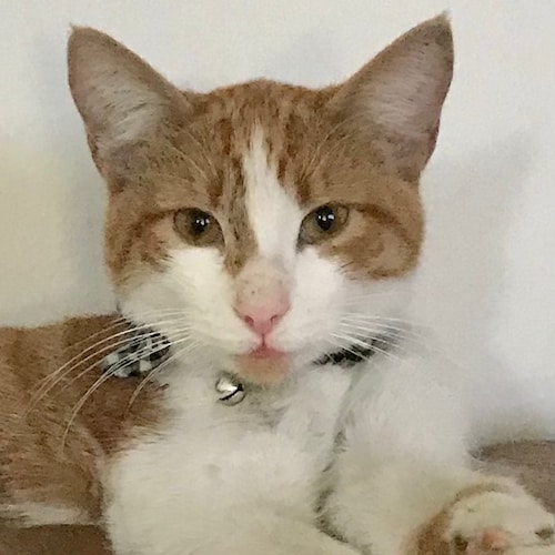 Born Free
Who’s RIGHT
          And
What’s LEFT?