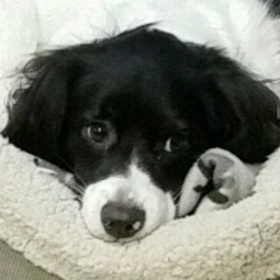 America 1st  - Dog Mom, Grama, Mother,  Patriot