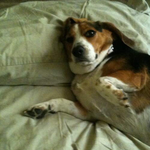 Small business owner with my wife in Las Vegas. Freedom of speech, expression and all that the Bill of Rights and Consti...