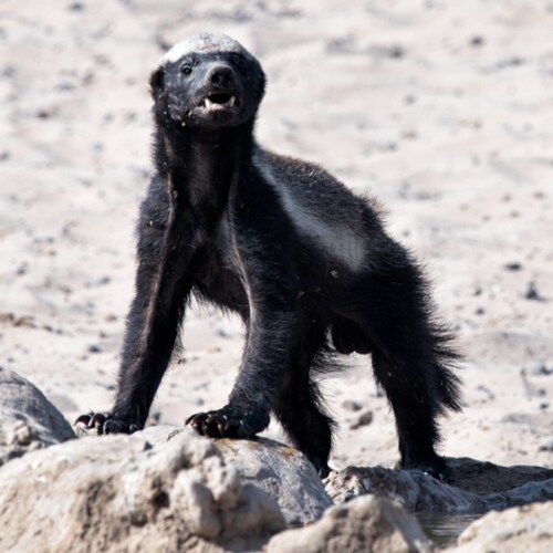 Everybody's Darling = Everybody's Depp