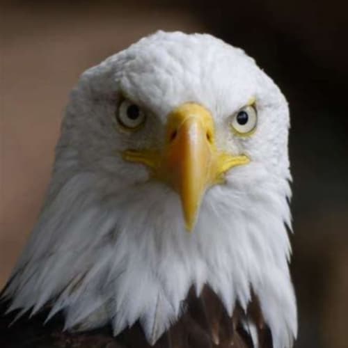 America First
Defeat Global Government