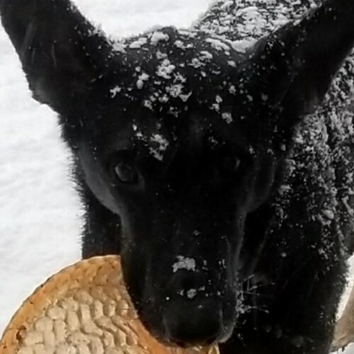 God Bless the United States of America. My German Shepherd is smarter than Biden & Harris combined. Support our veterans #1A #2A Suspended on Twitter