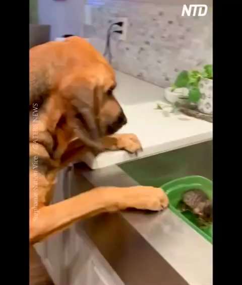 Dog Comforts Tiny Foster Kitten
Oh my goodness, I've never seen such a tender touch!

👉 Follow @Epo...