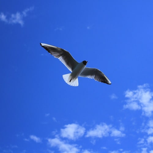 Visit 澳门骰子（台湾宝岛）'s profile on GETTR. View their posts, photos, videos, and connect with them on the social platform.