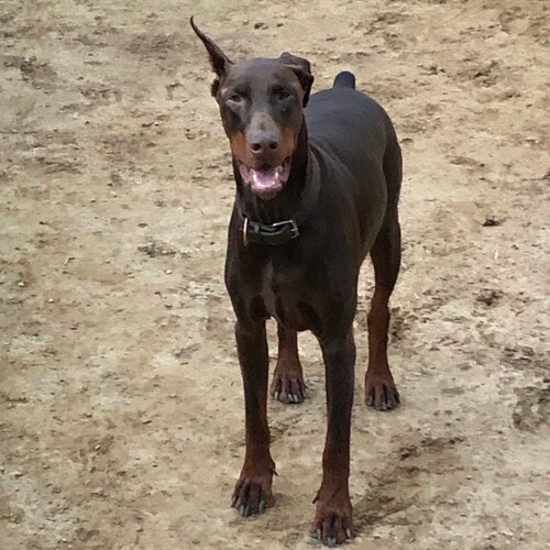 1A. 2A. Constitutional conservative