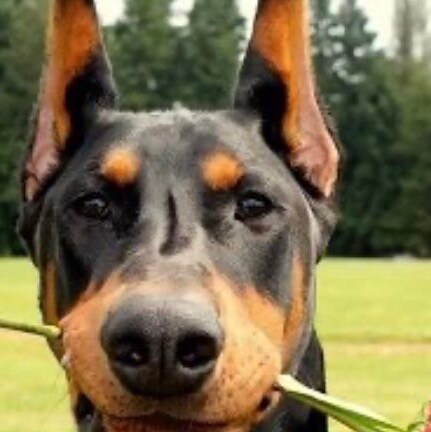 MAGA, Prolife. The only thing necessary for the triumph of Evil is for Good Men to do nothing. Christian, Back the Blue....