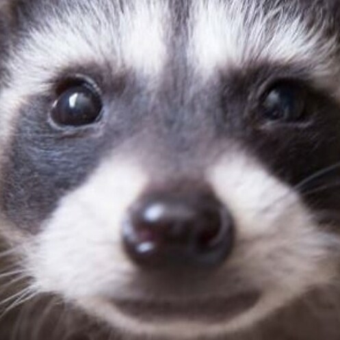 Christian, Constitutional originalist, conservative, US Army veteran, Anti-globalist, America First, you know, everythin...