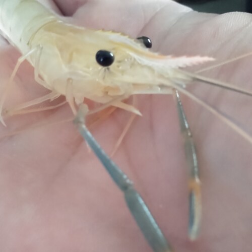  I see so many (elites) on here. running around with their hair on fire about Biden is doing this an...