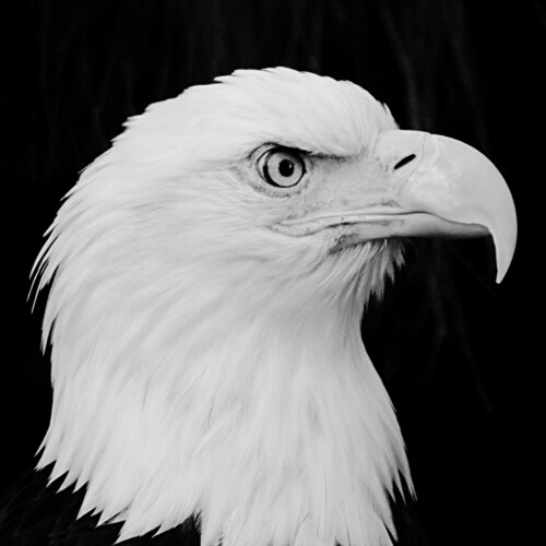 30 yrs/4 Wars U.S. Military, last 10 in COINTEL, One Nation under God ✝️🇺🇸 Never Underestimate the Power of Stupidity/...