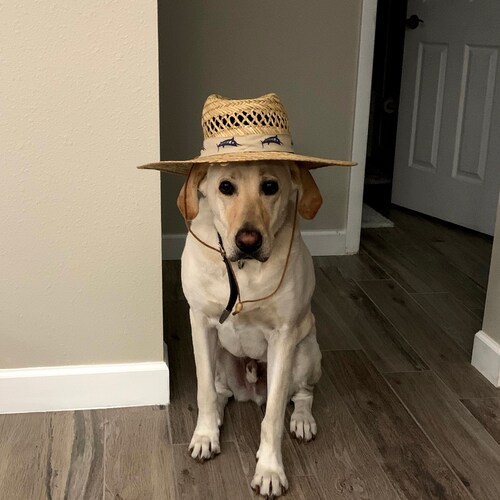 Husband, Father, US Army Veteran