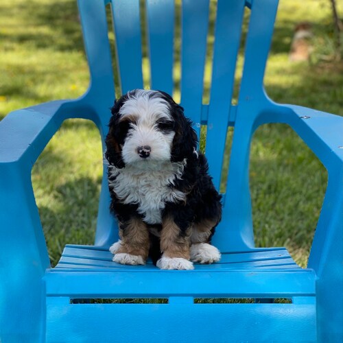 We breed  mini doodles! Mini Goldendoodles, Mini Sheepadoodles and Mini Bernedoodles. Our small Idaho farm offers you th...