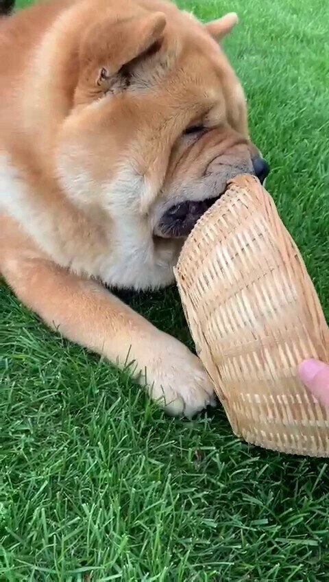 11月18日: 笨笨喜欢啃啃啃… 玩得好开心啊～ 😘😘❤️❤️❤️❤️