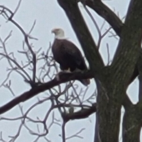 Business owner, LMT.,Patriot.