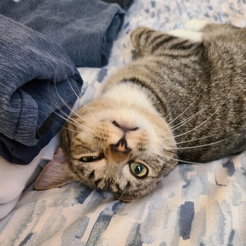 Lover of animals, anime, and analyzing human behavior.