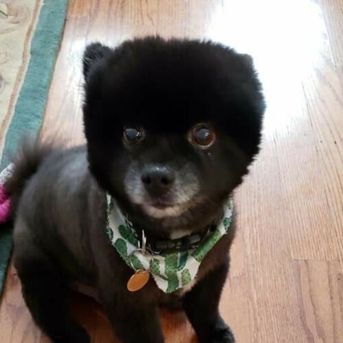 Retired military (23 years), 2A supporter, pro-life, a huge supporter of Donald Trump, I love my country. #MAGA45, #TRUM...