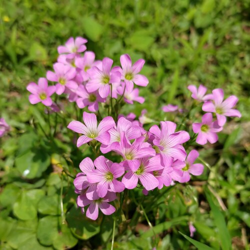一花一世界  
花開見佛悟無生 
一念悟即菩提 
一念迷即平凡                                                                                                                    賀蓋特自由之花誕生2021