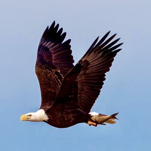 Strictly conservative, Ultra-MAGA, deplorable, voted for Trump twice, will vote again!