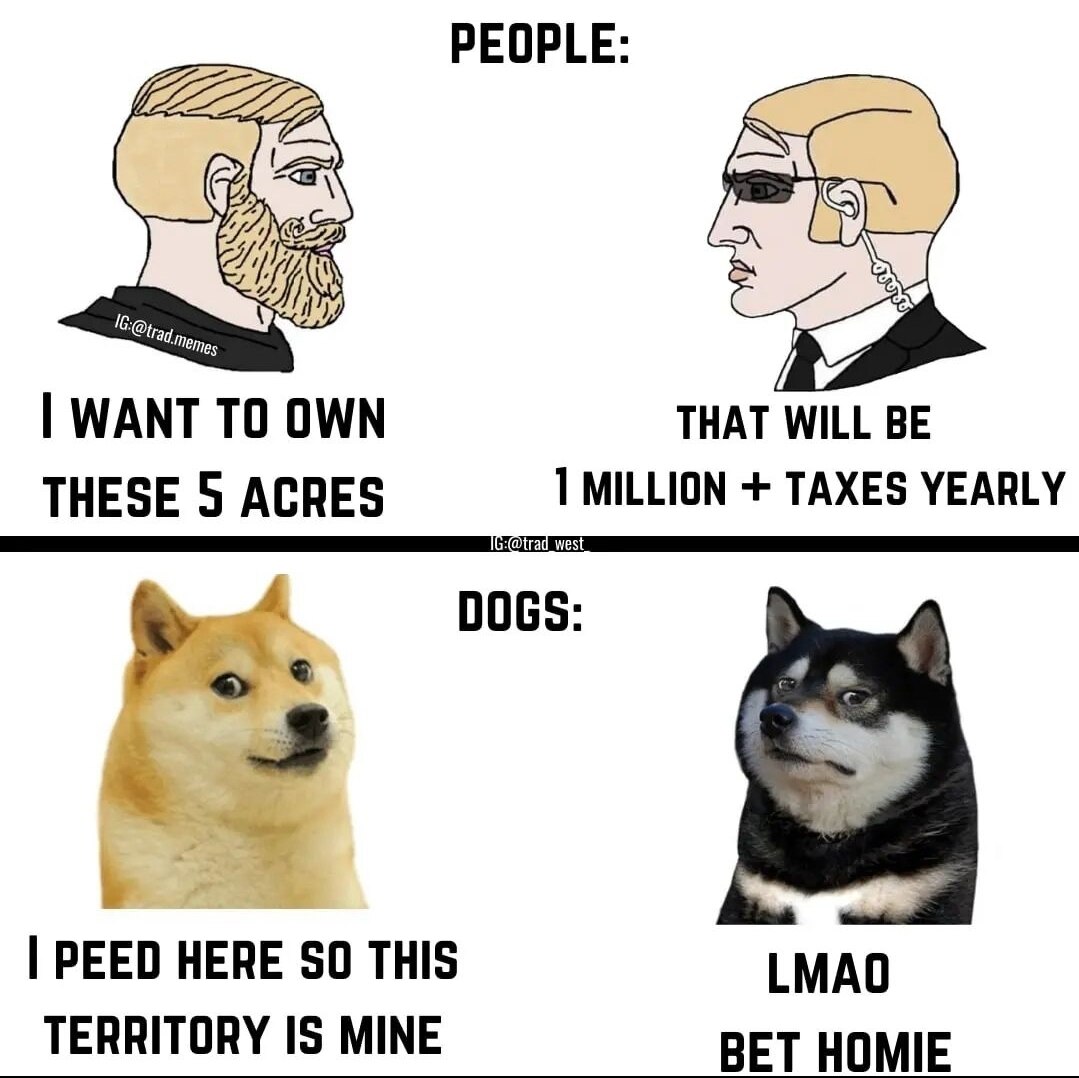Lol #memes #dogmemes #lol #funny 