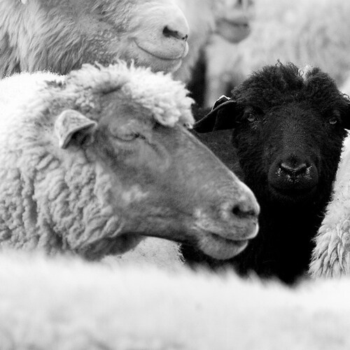 I'm the black sheep in every crowd!