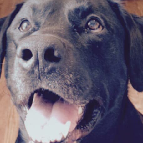 Conservative, Alabama Fan, Have A Wife,  and A Cat. I follow back patriots if their post is written in English. Roll Tid...