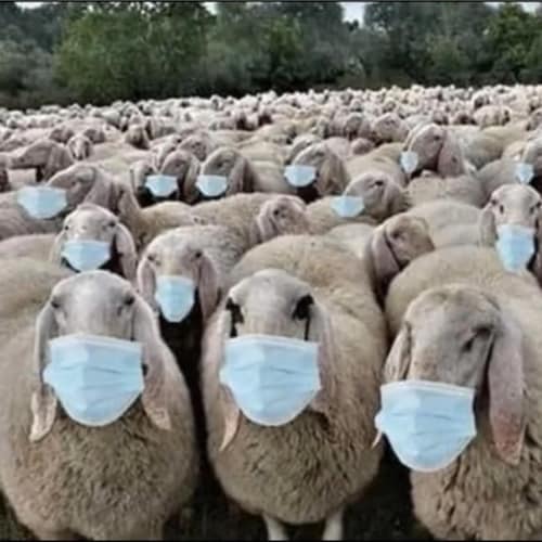 🇬🇧 Dad, loyal partner, scientist, businessman, traveller. Anti-lockdown, anti-SAGE.
It's not a pandemic of the unvacc...