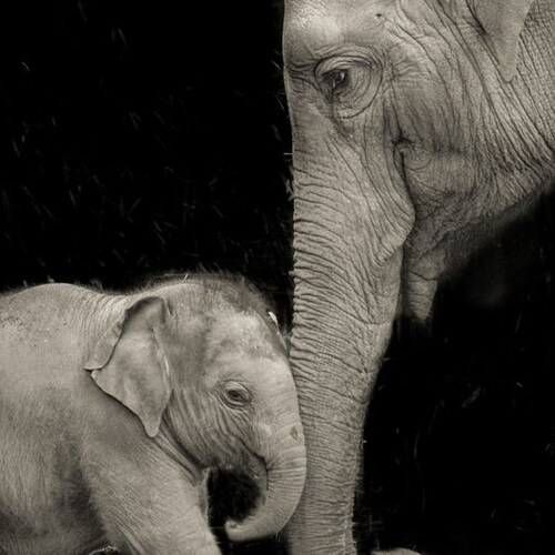 TRUMP WON (duh!)  "The trouble with our liberal friends is not that they're ignorant, it's just that they know so much t...