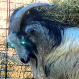 follower of Christ, wife, grandmother, old homeschool mother, milkmaid, goatherd, fiber artist