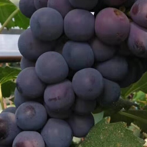 Visit 葡萄园's profile on GETTR. View their posts, photos, videos, and connect with them on the social platform.