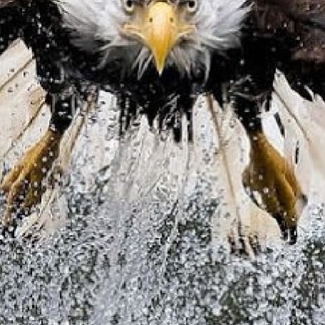 I am a fun loving Patriot. God, family and country first.