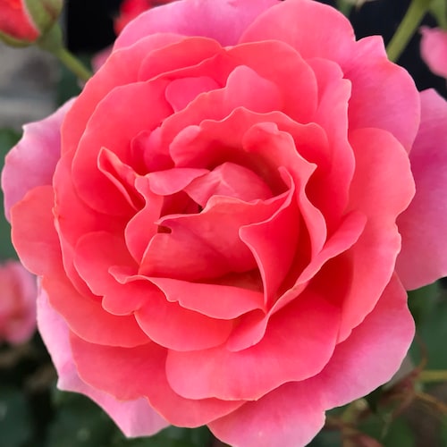 Visit tuckersmomma's profile on GETTR. View their posts, photos, videos, and connect with them on the social platform.