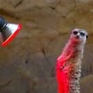 Proud American. Teacher. Christian. Veteran. My pronouns are Mr. or Sir.