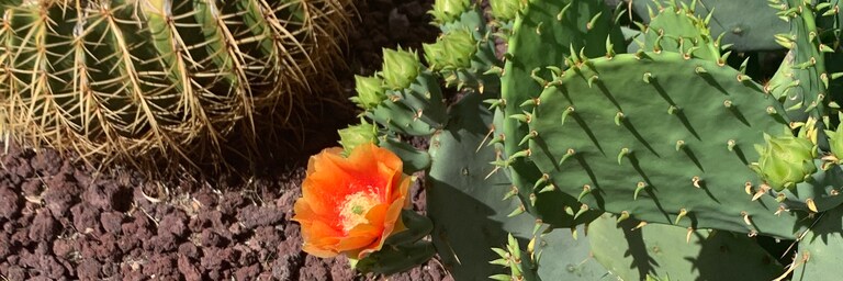 TX Gal in AZ