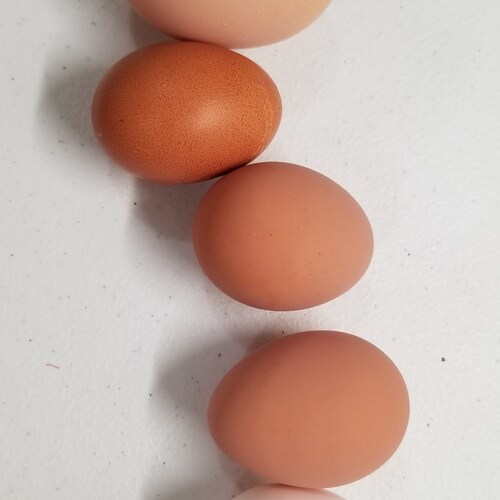 Wife, 3 kids, 3 Chihuahuas, 2 Cats, 12 Hens, Quilter &amp; Ceramic Artist, Gardener, Food Preserver