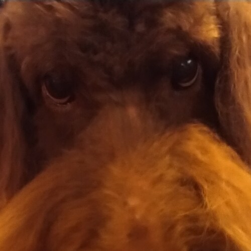 crazy, proud, conservative Texan