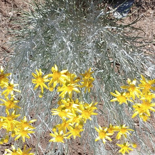 Just a gal who loves freedom