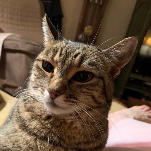 #based #prolife #1A #2A #vaccinated #constitutionalist all wrapped up in one purr