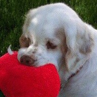 Public Library Director, retired. MBA, MLS. Owner of Clumber Spaniels. Cowboy Action Shooter. Volunteer assistant 128th ...