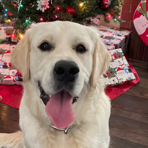 Truth seeking Christian and Father. CCG