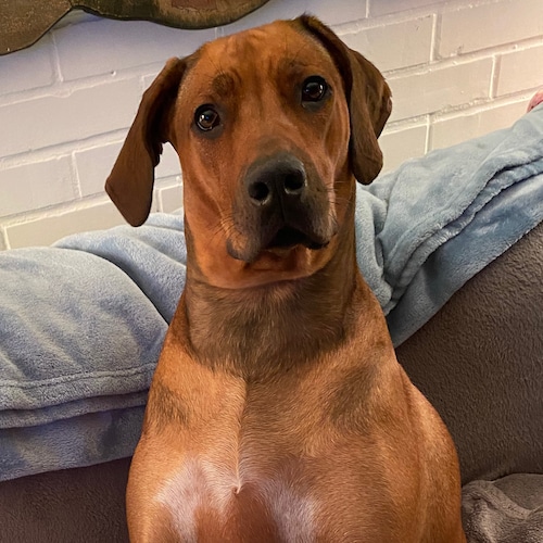 MAGA, America First, Governor DeSantis Best Governor! 68 yr old wife, mom 4  children (ranging from 50-27 …same dad!! ) ...