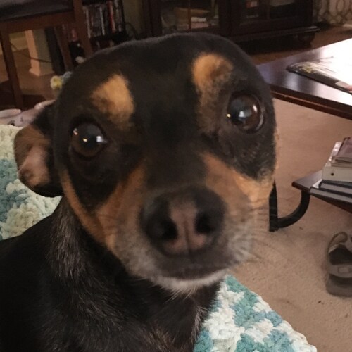 retired VA RN. Conservative Christian. Trump still my president. No gene vax
 for me!!!
TIME TO STOP THE INVASION!!!