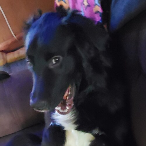 Hi