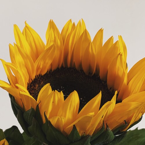 “It is our choices that show what we truly are, far more than our abilities.” —J. K. Rowling