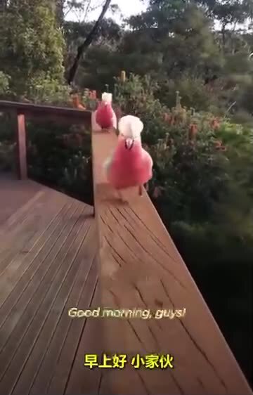 View 笨伯's post on GETTR. Join the discussion, share your thoughts, and connect with the community.