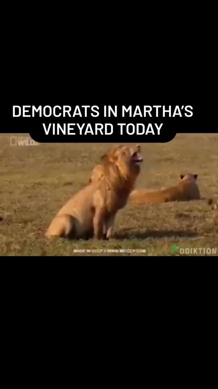 Democrats in Martha’s Vineyard today! 🤣😂