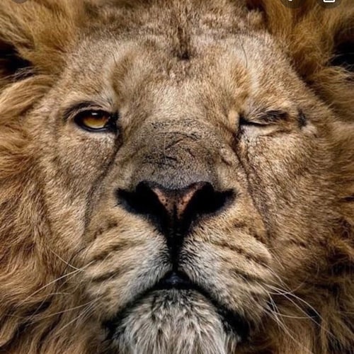 Visit 🍄🇺🇸TomNephilim 🍄's profile on GETTR. View their posts, photos, videos, and connect with them on the social platform.