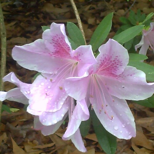 100% Southern, raised right.  Born in paradise - Emerald Coast of the Gulf of America, never left. Hard working paralega...